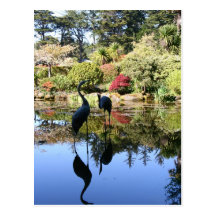 Réflexion de flamant cartes postales
