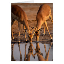 Réflexions de cerfs communs partageant une boisson carte