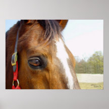Réflexions d'oeil de cheval, copie posters