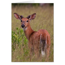 Regard curieux carte