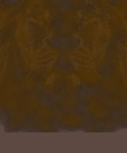 REGARD DE LION T-SHIRT