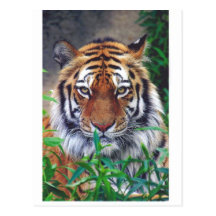 Regard fixe de tigre carte postale