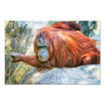 Regarder d'orang-outan photographies