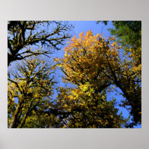 Regarder les arbres posters