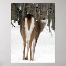regardez en arrière, des cerfs communs affiches