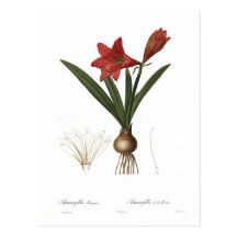 Reginae d'amaryllis cartes postales