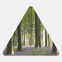 Région boisée de jacinthe des bois adhésifs
