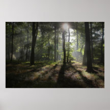 Régions boisées de matin poster