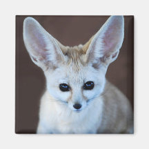 Renard de Fennec Aimants Pour Réfrigérateur
