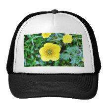 Renoncule Casquettes
