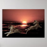 Repos africain de lions posters