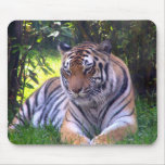 Repos de tigre tapis de souris