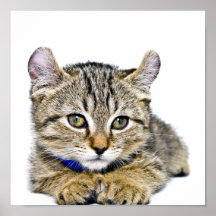 Repos des montagnes mignon de chaton de Lynx Posters