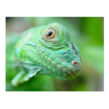 Reptile vert de lézard d'iguane sur la carte posta