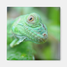 Reptile vert de lézard d'iguane sur l'aimant de fe