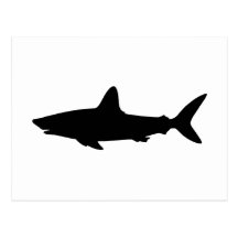 Requin de natation cartes postales