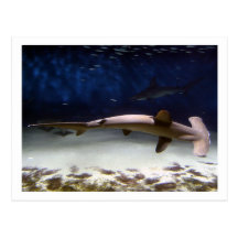 Requin de poisson-marteau cranté carte postale