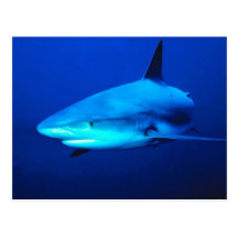 Requin de Taureau Carte Postale