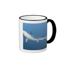 Requin gris de récif (amblyrhynchos de Carcharhinu Mugs