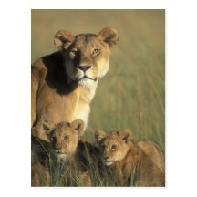 Réservation de jeu du Kenya, Mara de masai, petits Carte Postale