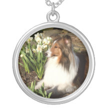 Ressort de Sheltie Collier