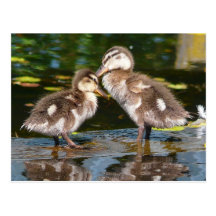 Ressort Duckies Carte Postale