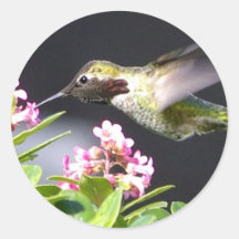 Retours de colibri adhésifs ronds