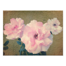 Rétros roses 1 photographes