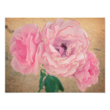 Rétros roses 3 photographes