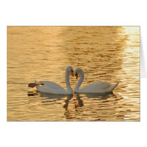 Réunion de couples de cygne à la photographie de c cartes de vœux