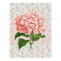 Rêve de cru d'hortensia carte postale