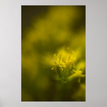 Rêve doré posters
