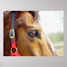 Rêveries de cheval, copie affiches