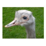 rhea postcard cartes postales