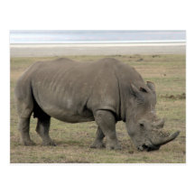rhinocéros carte postale