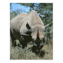 Rhinocéros majestueux cartes postales