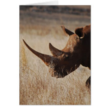 Rhinocéros noir africain avec de grands klaxons cartes