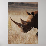 Rhinocéros noir africain avec de grands klaxons poster