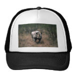 Rhinocéros noir casquette