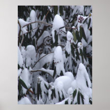 Rhododendron dans la neige posters