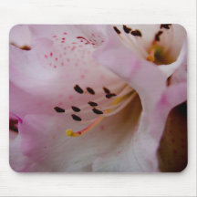 Rhododendron rose du rhododendron | Rosa Tapis De Souris