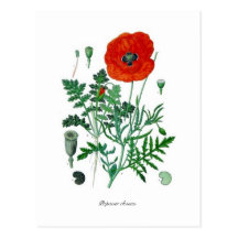 Rhoeas de pavot carte postale