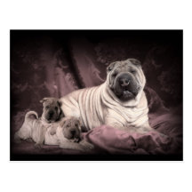 Rides vintages de Shar Pei de Chinois, chiots Carte Postale