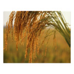 Riz Invitations