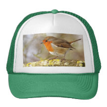 Robin sur la branche casquette