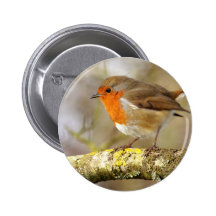 Robin sur la branche pin's