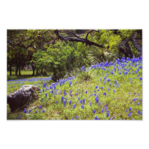 Roche de Bluebonnet Photo Sur Toile