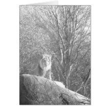 Roi de lion carte