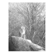 Roi de lion carte postale