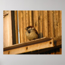 Roi de moineau posters